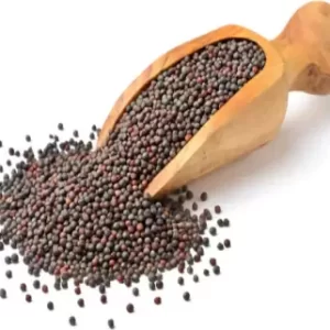 KITCHEN Black Mustard seeds - Mustard Big - Sarso - Premium Quality (200)